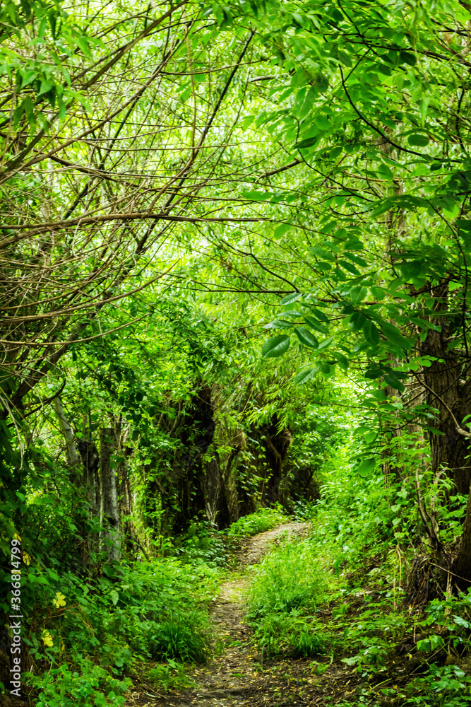 Path through the forest in summer time Path through the forest in summer time