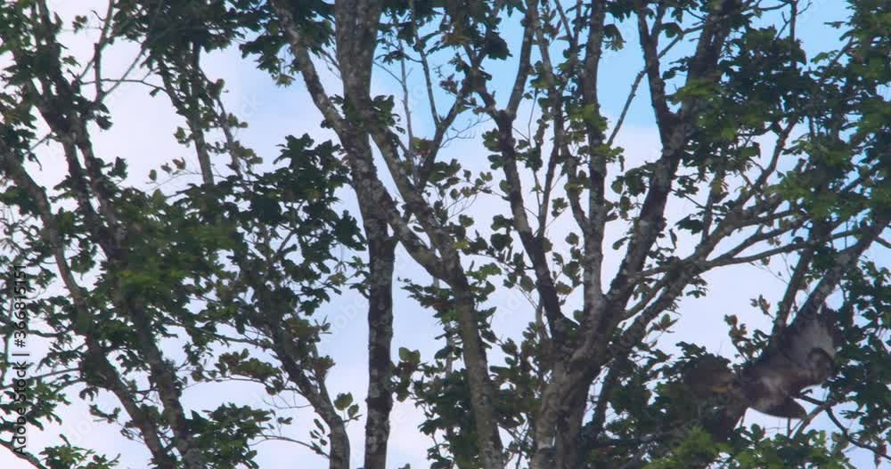 Buzzard bird of prey raptor dives from tree branch slow motion Buzzard bird of prey raptor dives from tree branch slow motion