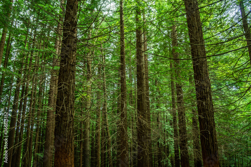 sequoias © chus
