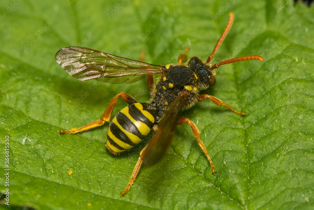 A macro image of the Nomad Bee, Nomada goodeniana. These are nest parasites of Andrena sp. A macro image of the Nomad Bee, Nomada goodeniana. These are nest parasites of Andrena sp.