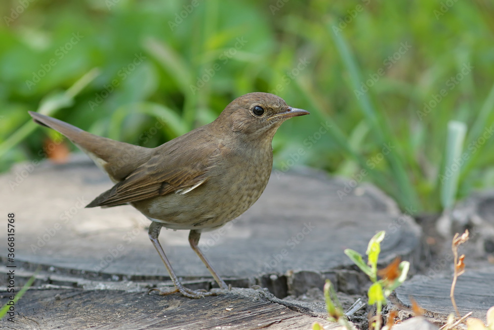 robin on the grass