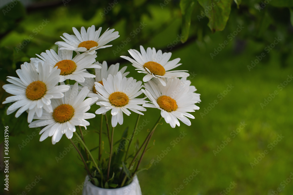 the bouquet of white daisies in a white vase the bouquet of white daisies in a white vase