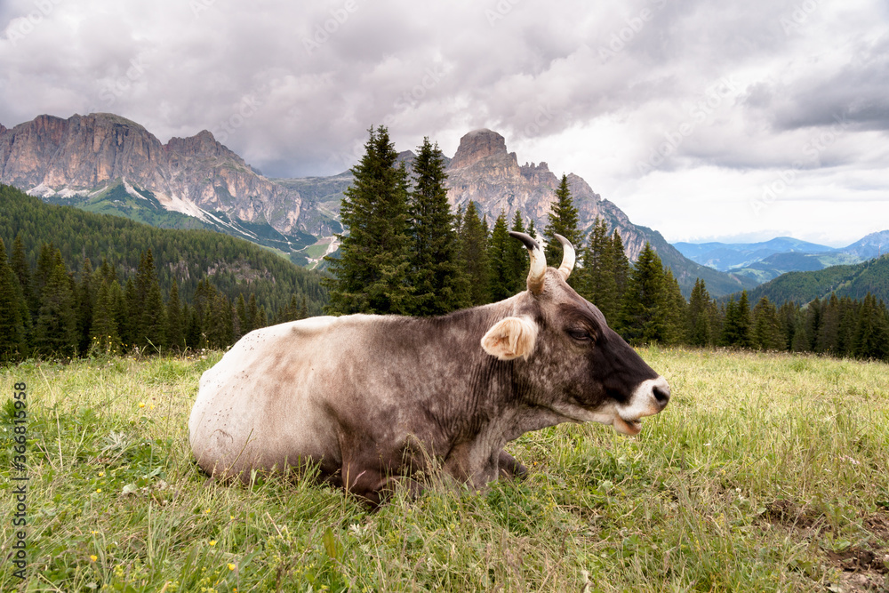 cow lying down in a mountain meadow