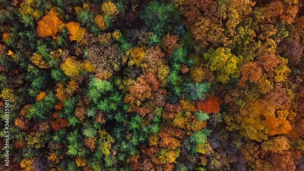 Overhead aerial view of top of colorful autumn forest. Overhead aerial view of top of colorful autumn forest.