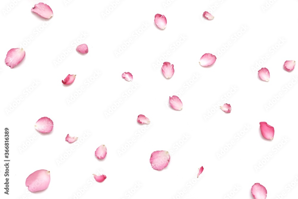 Blurred a group of sweet pink rose corollas on white isolated background   with softly style