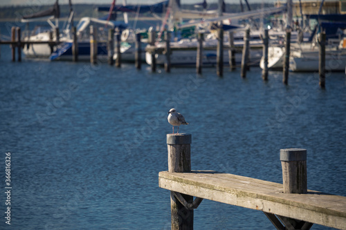 A seagull sits on a pillar in the harbor