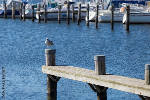 A seagull sits on a pillar in the harbor