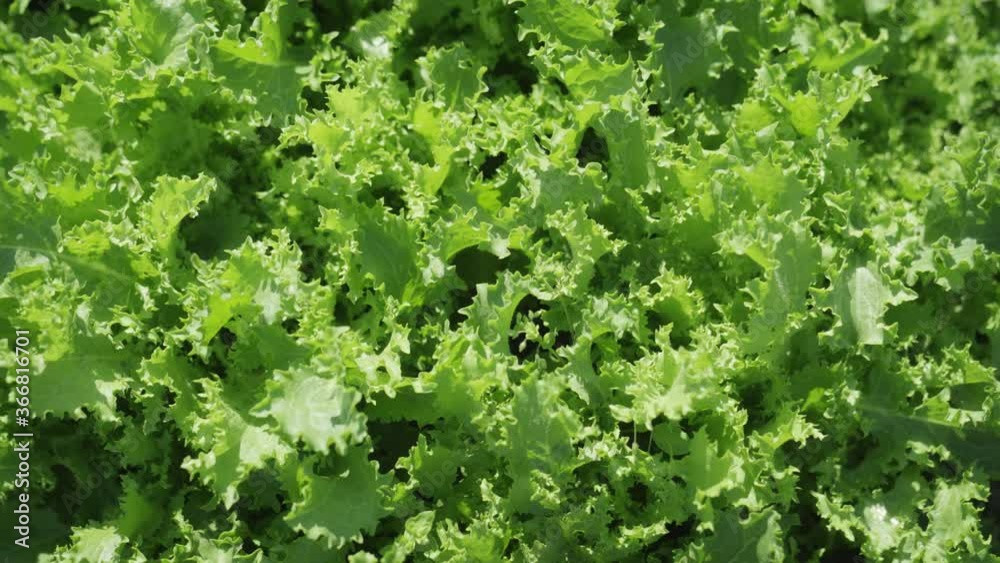 Lettuce Greens Growing in Private Garden