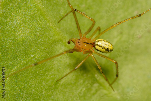 A macro image of a male Comb-footed Spider, Enoplognatha ovata. Lineata form