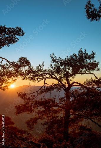 Silhouette of a forest pine tree during blue hour with bright sun at sunset. © Michalis Palis