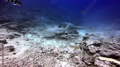 Group of sharks is hunting fish underwater ocean of Fiji. Whitefin Gray Shark Carcharhinus albimarginatus in underwater marine wildlife of Oceania. photo