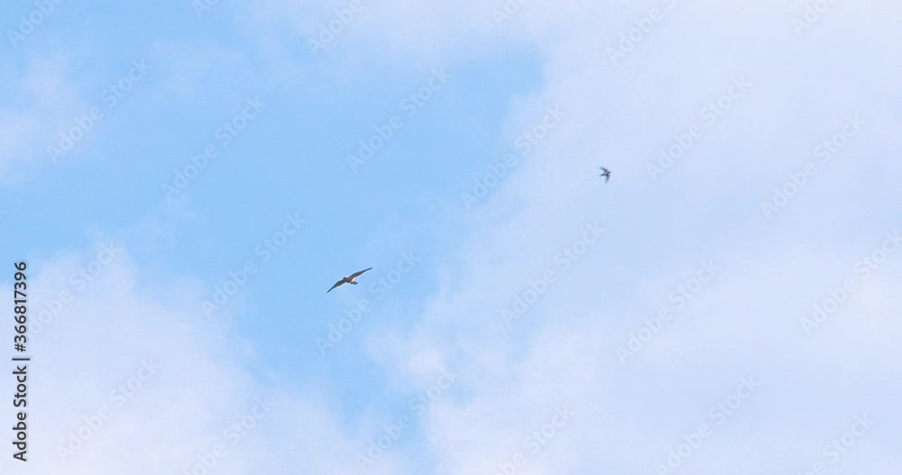 Kestrel and swallow birds flying blue sky slow motion Kestrel and swallow birds flying blue sky slow motion