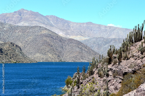 Cacti and Mountains around the Puclaro Dam in Coquimbo, Chile