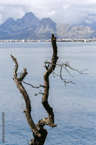 Mountain and sea views behind a dried-up tree © ali