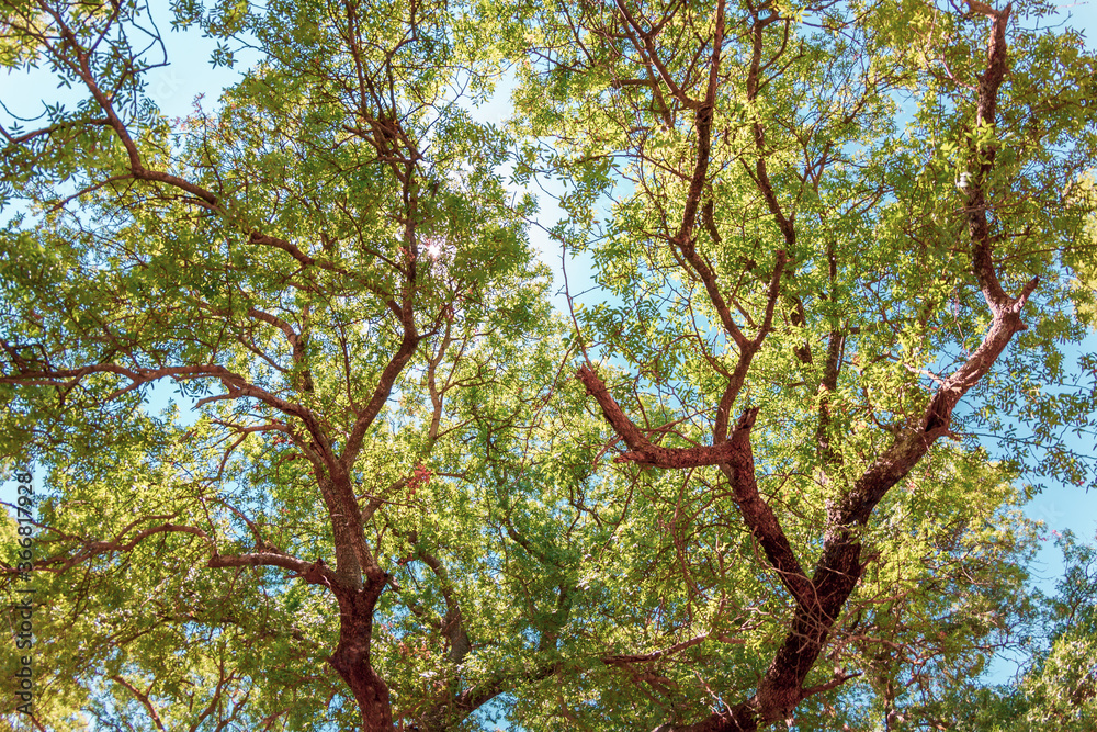 Fototapeta premium Trees and background nature in the woods.