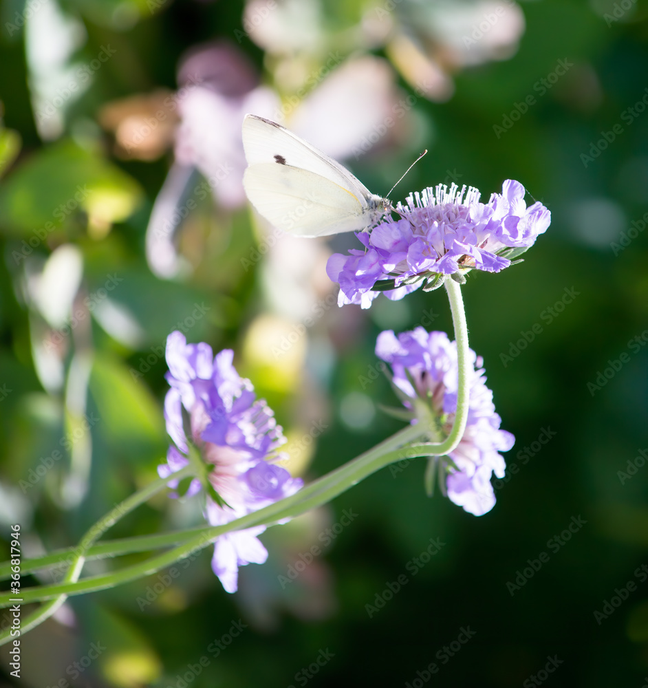 White butterfly on a scabious with green background White butterfly on a scabious with green background