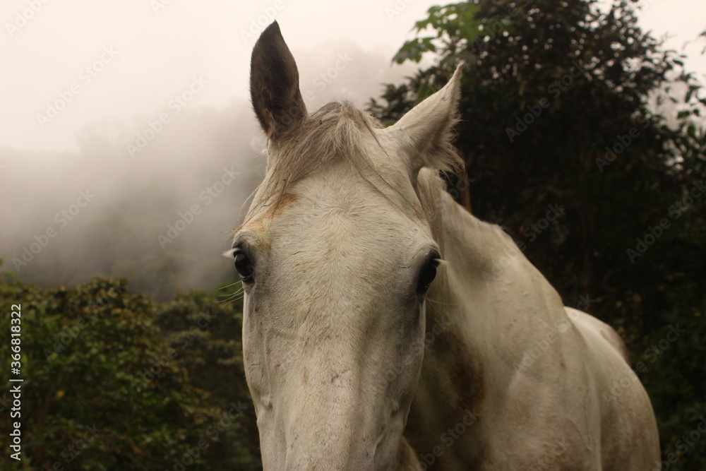 Obraz premium A lovely horse