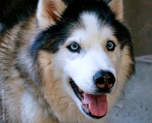 siberian husky dog