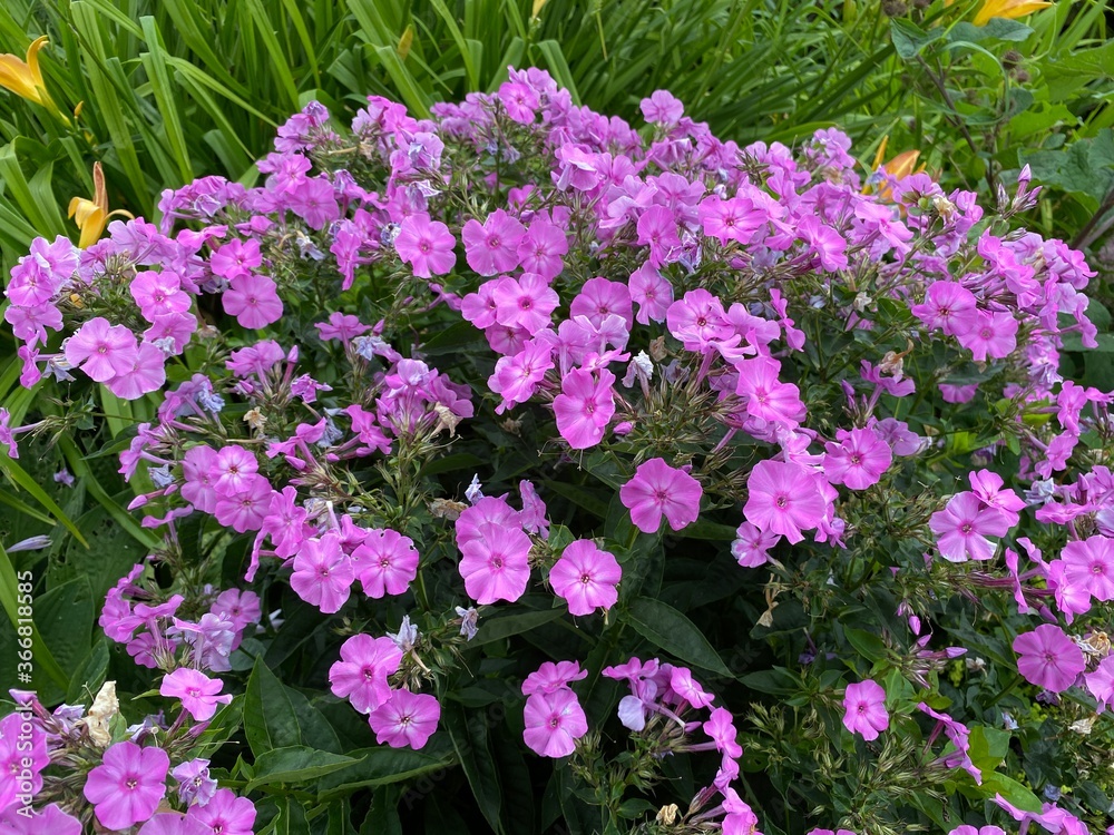 Obraz premium Many pink flowers, next to long green leaves, near the roadside in, Elland, UK