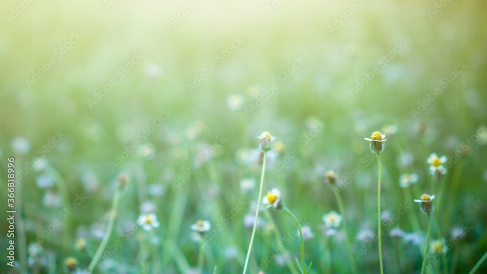 Meadow with daisies