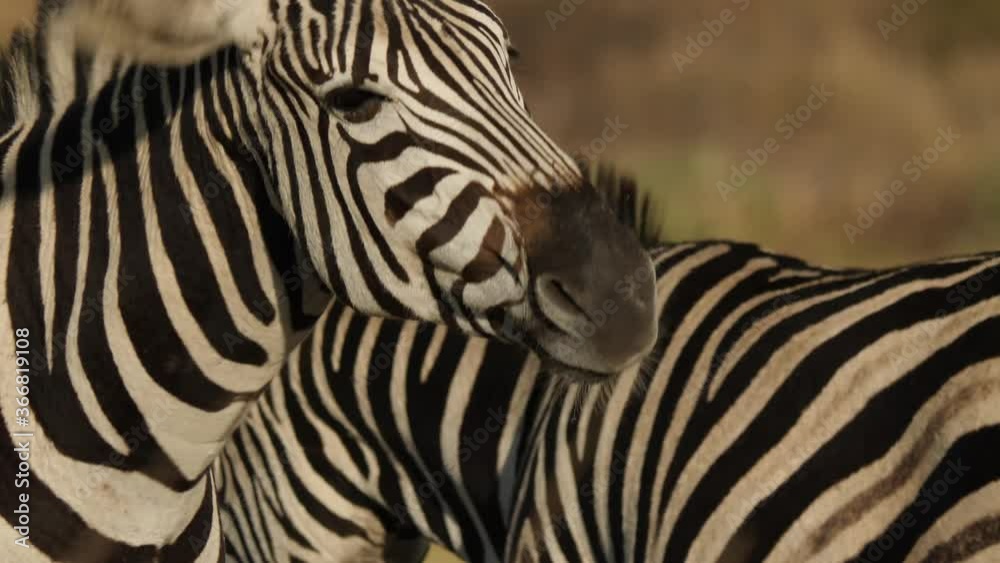 Plains Zebra in natural grassland habitat, South Africa Plains Zebra in natural grassland habitat, South Africa