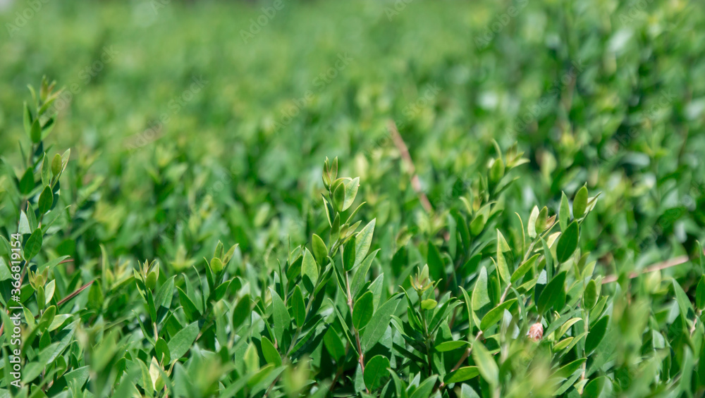 fresh green grass