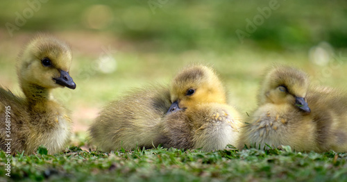 ducklings in the grass © Denis