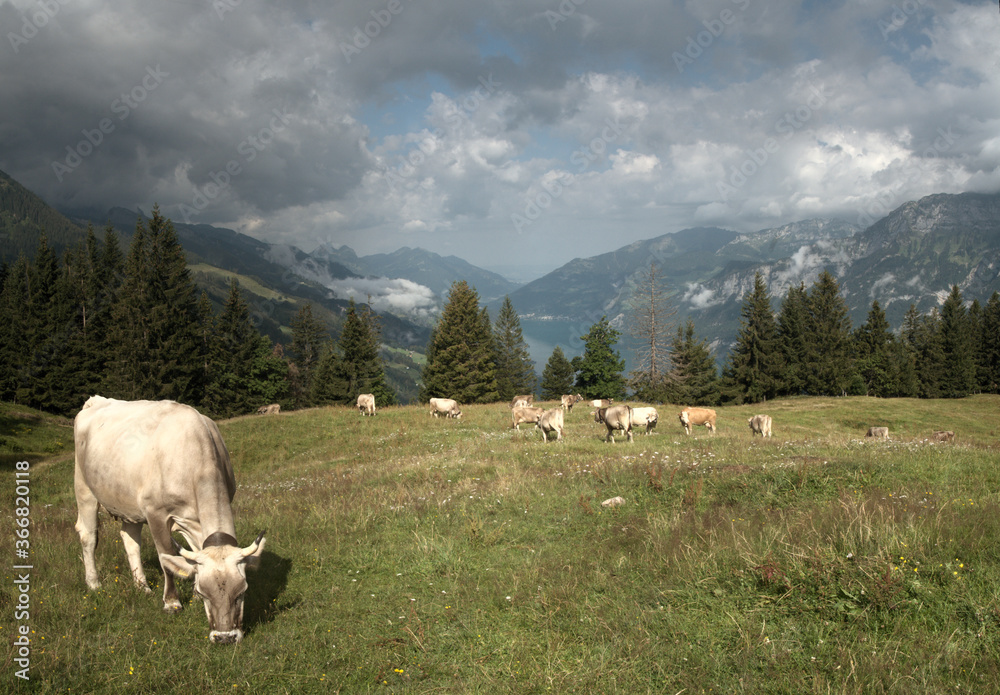Swiss brown cows  on Flumserberg, with Churfirsten and Walensee as backdrop