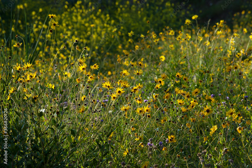 Obraz premium Sunflowers in Green Pasture