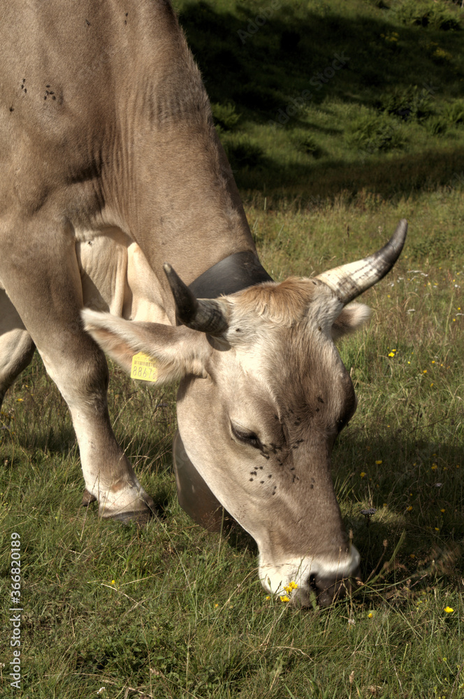 Swiss brown cow with intact horns on Flumserberg, Swiss Alps