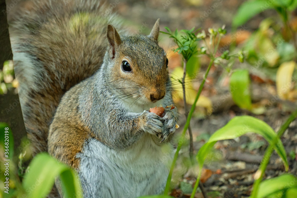squirrel eating nut squirrel eating nut