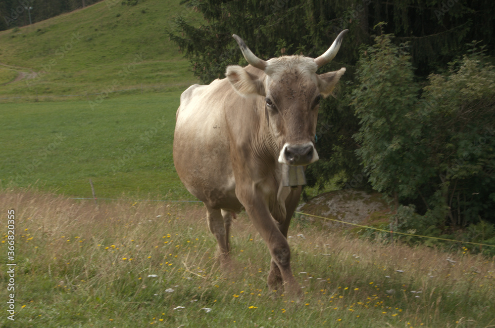 Swiss brown cow with intact horns on Flumserberg, Swiss Alps Swiss brown cow with intact horns on Flumserberg, Swiss Alps