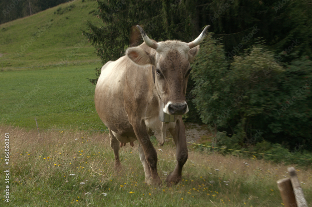 Swiss brown cow with intact horns on Flumserberg, Swiss Alps Swiss brown cow with intact horns on Flumserberg, Swiss Alps