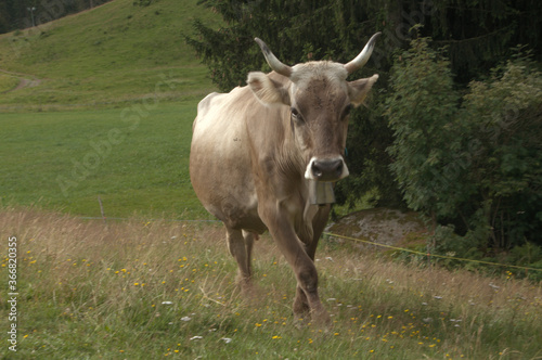 Swiss brown cow with intact horns on Flumserberg  Swiss Alps