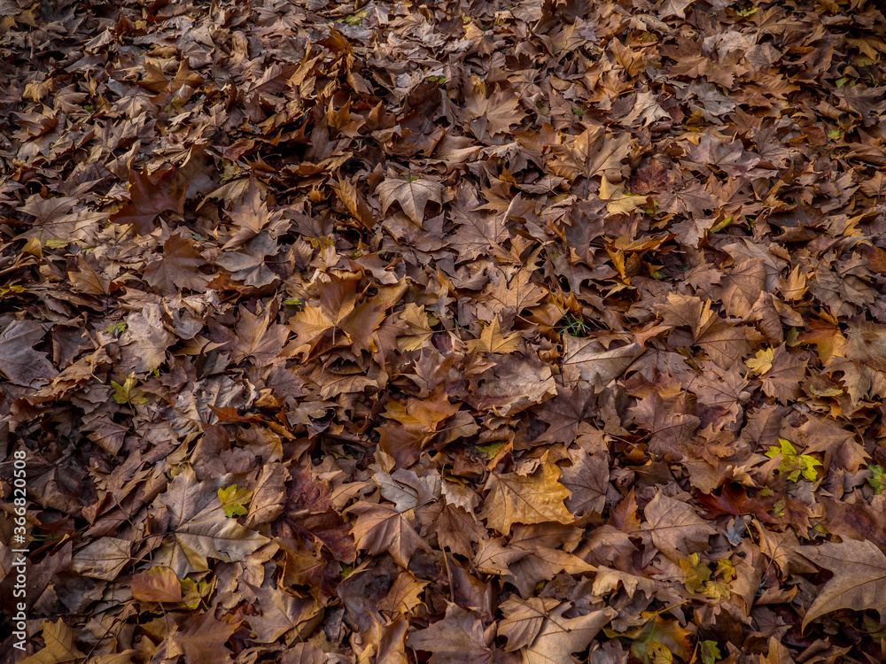 Ground full of fallen brown leaves in autumn