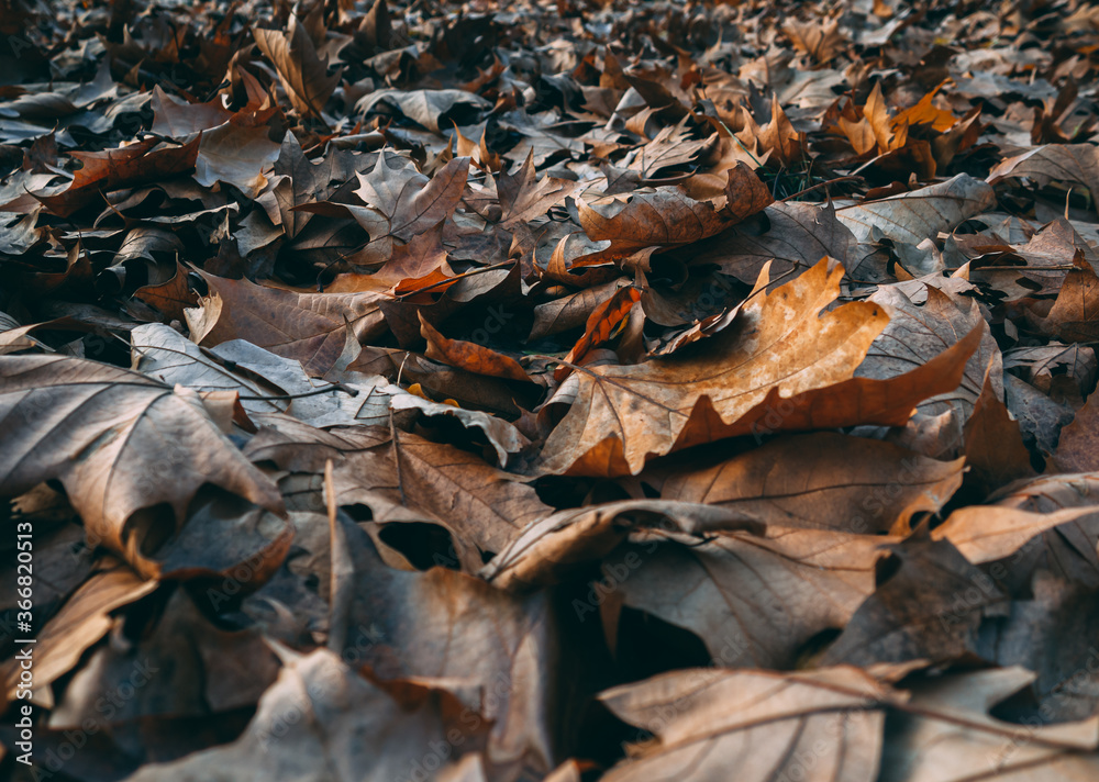 Ground full of fallen brown leaves in autumn - closuep shot