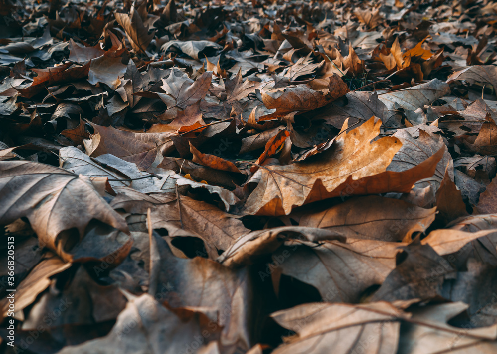 Ground full of fallen brown leaves in autumn - closuep shot Ground full of fallen brown leaves in autumn - closuep shot