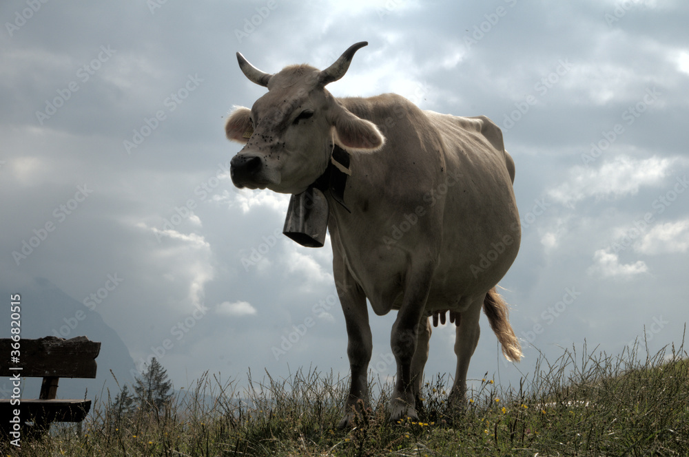 Swiss brown cow with intact horns on Flumserberg, Swiss Alps Swiss brown cow with intact horns on Flumserberg, Swiss Alps