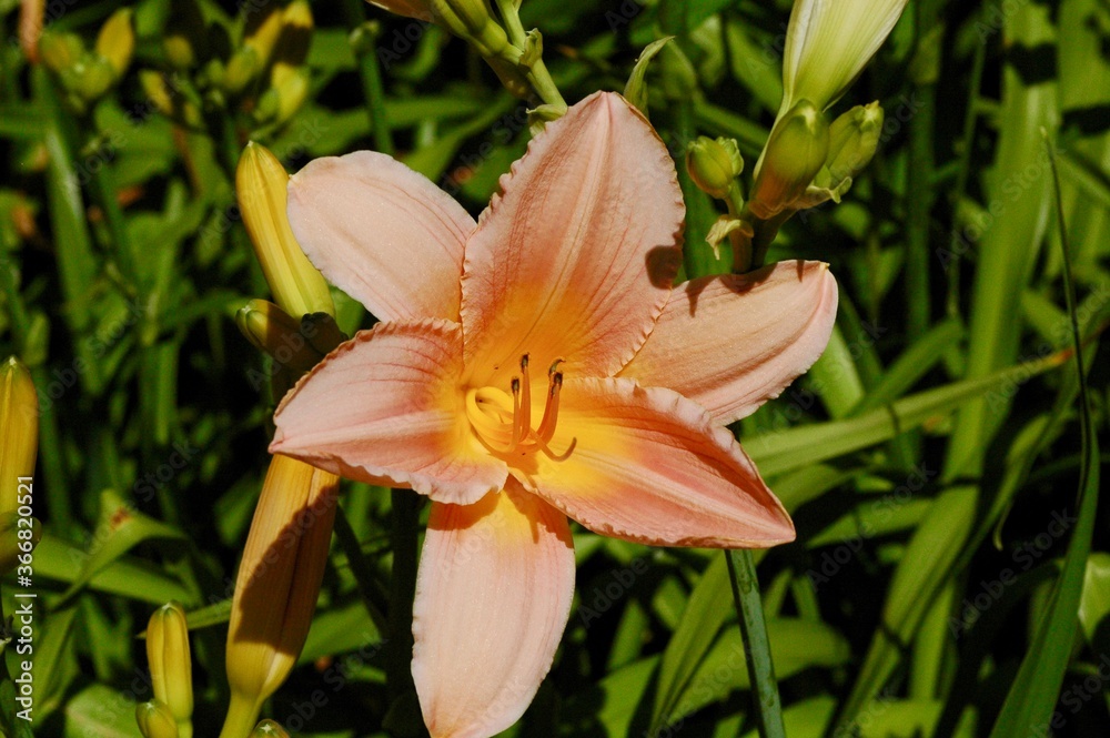 Orange Flower Blossoming In Sun Orange Flower Blossoming In Sun