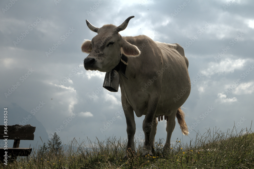 Swiss brown cow with intact horns on Flumserberg, Swiss Alps