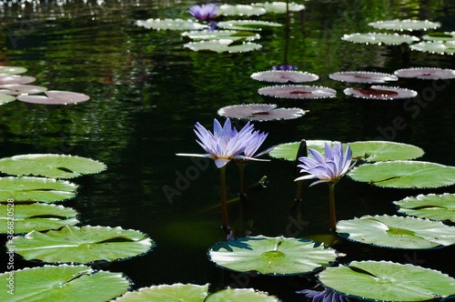 Purple Flower Next To Lilly Pad