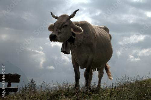 Fototapeta Naklejka Na Ścianę i Meble -  Swiss brown cow with intact horns on Flumserberg, Swiss Alps