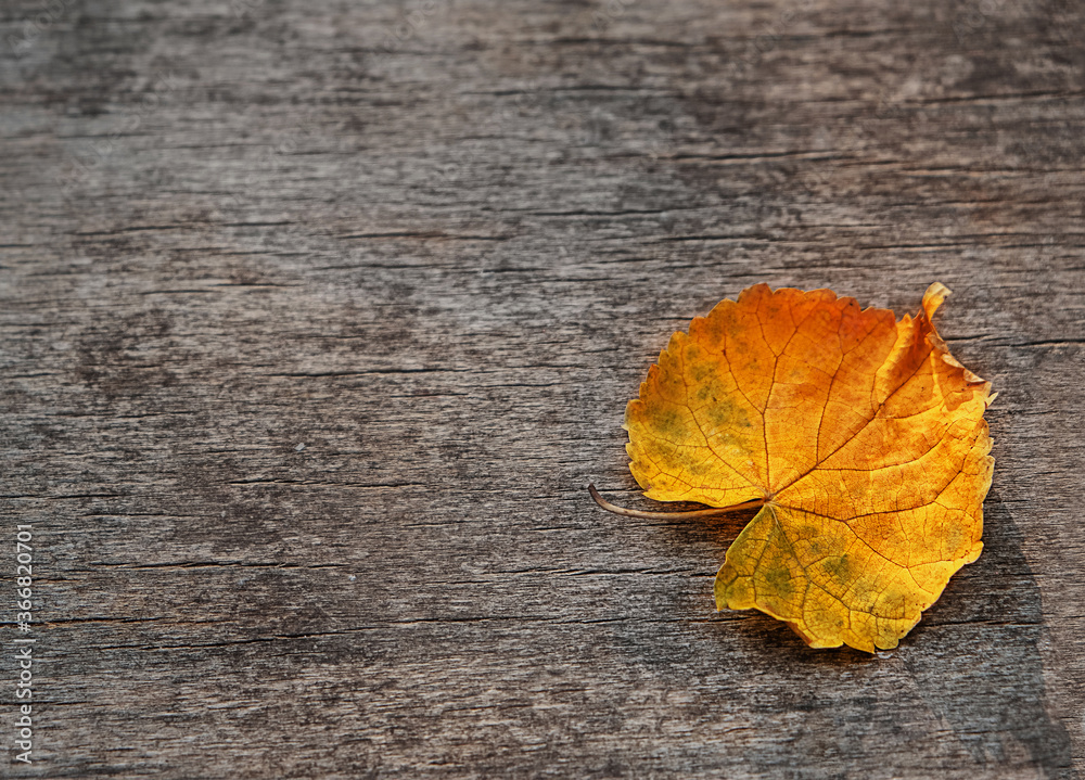 autumn orange leaf on old wooden background. fall season concept. close up. copy space. autumn orange leaf on old wooden background. fall season concept. close up. copy space.