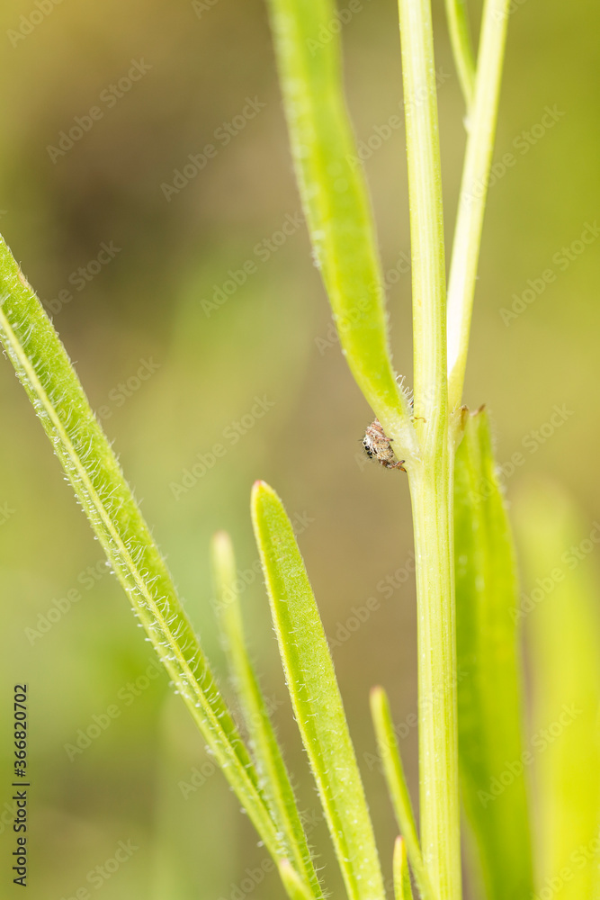 Jumping spider creeping around a green plant stalk Jumping spider creeping around a green plant stalk