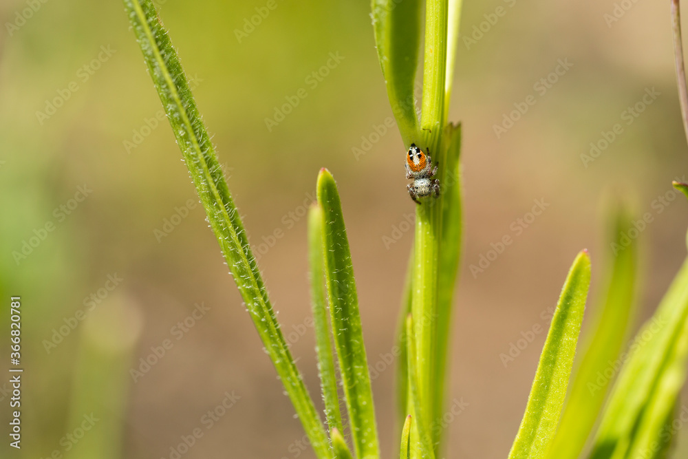 Jumping spider creeping around a green plant stalk Jumping spider creeping around a green plant stalk