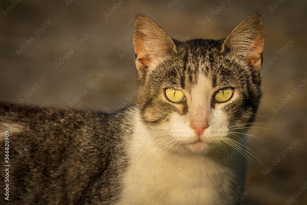 Cat Head Shot Green Eyes right Light Blurred Background O Seixo Mugardos Galicia