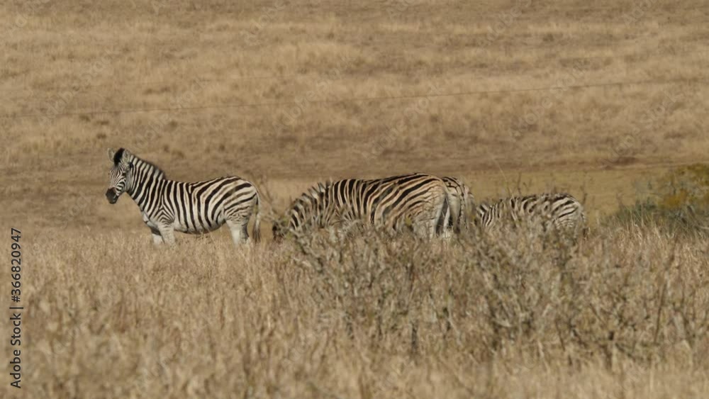 Plains Zebra in natural grassland habitat, South Africa Plains Zebra in natural grassland habitat, South Africa