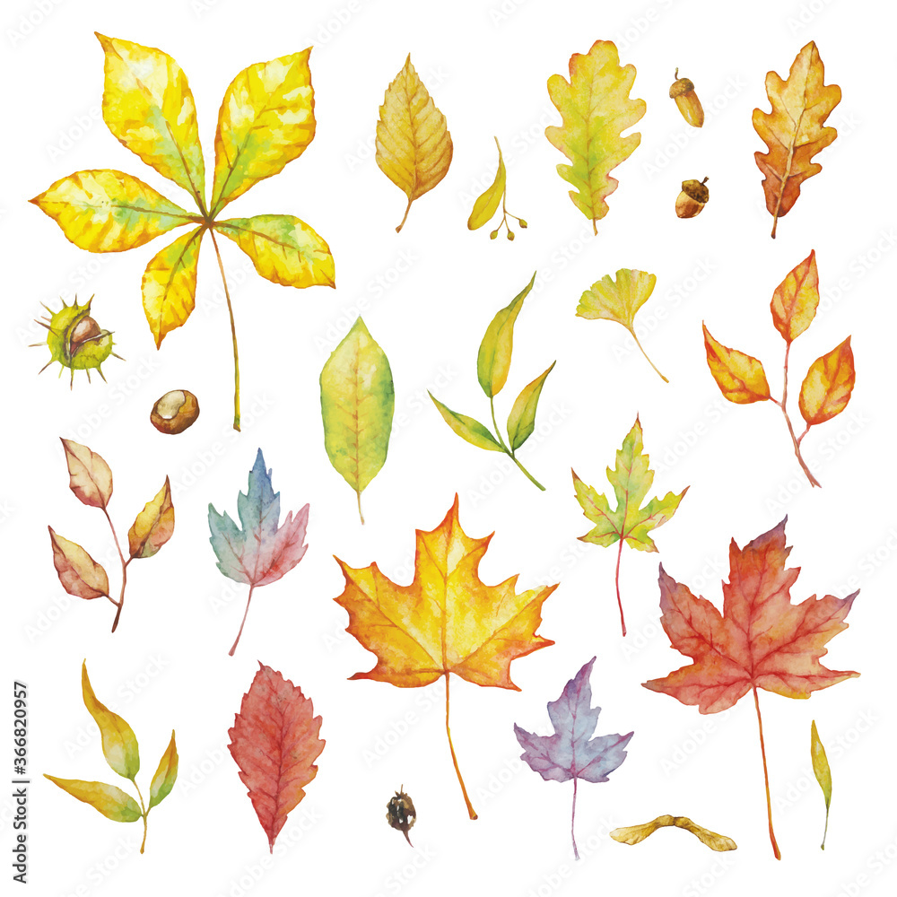 Fototapeta premium Vector Set of red autumn watercolor elements - herbs and leaf. Collection garden, wild foliage and branches.