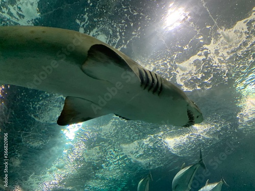 Canvas Print Requin taureau de l'aquarium de Shanghai, Chine