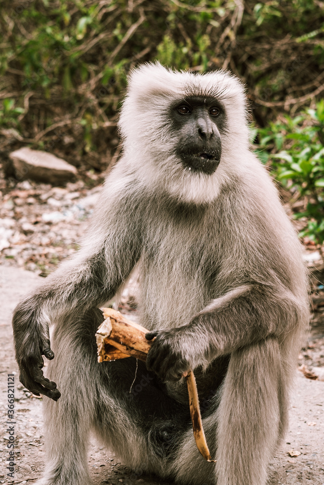 big gray monkey eating banana in the forest in asia